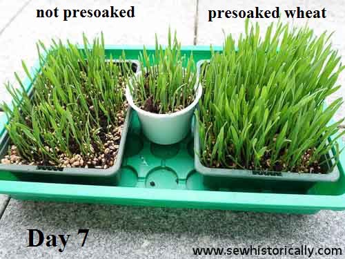 How To Grow Your Own Easter Grass