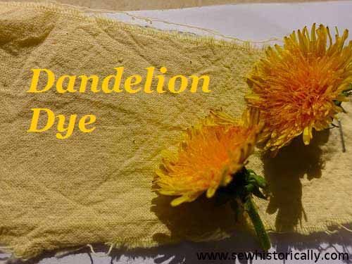 dandelion dye cotton without mordant dandelion flowers natural yellow dye