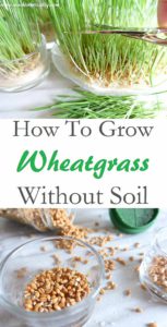 How To Grow Wheatgrass Without Soil