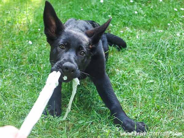 DIY T-Shirt Dog Toy