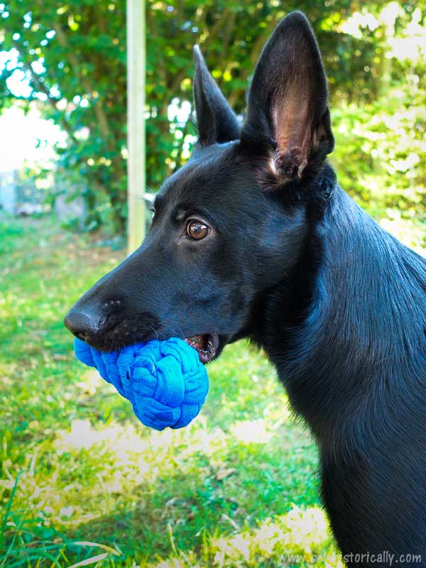 3 DIY Puzzle Toys For Dogs