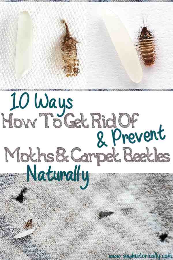 How to get rid of carpet moths